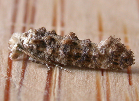 Speckled Xylesthia 